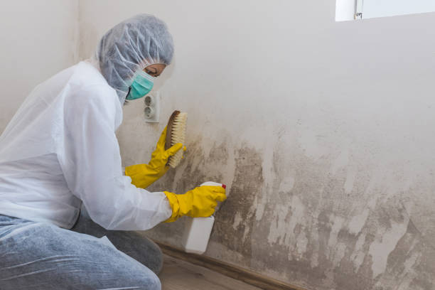 Best Forensic Mold Investigation  in Tukwila, WA