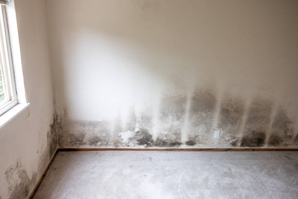 Mold Documentation for Insurance Claims in Tukwila, WA